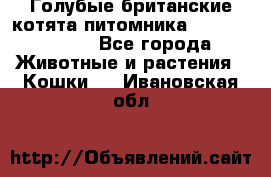 Голубые британские котята питомника Silvery Snow. - Все города Животные и растения » Кошки   . Ивановская обл.